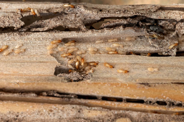 Best Insect Control  in Auburn, NY