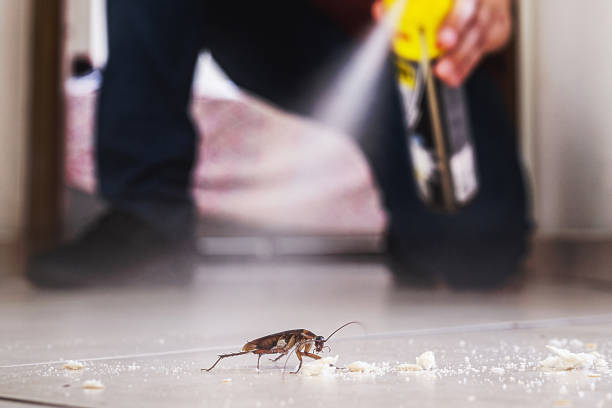 Best Wasp Removal Services  in Auburn, NY
