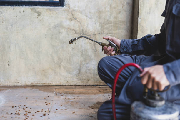Best Wasp Removal Services  in Auburn, NY